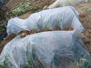 최남옥님의 기타작물 · 영농일지 작성글 사진