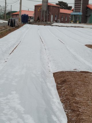 이상숙님의 양파 · 영농일지 작성글 사진