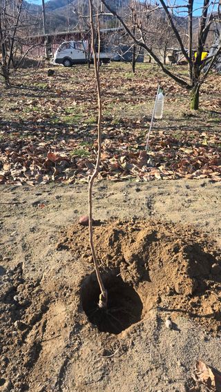 정성영님의 감 · 영농일지 작성글 사진