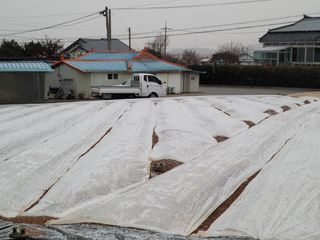 이상숙님의 양파 · 영농일지 작성글 사진