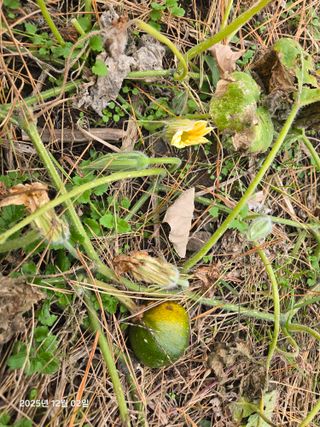 Captain김상곤님의 호박 · 영농일지 작성글 사진