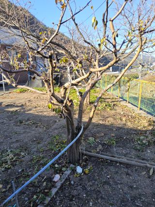 김용대님의 기타작물 · 영농일지 작성글 사진