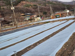 김명웅님의 마늘 · 영농일지 작성글 사진