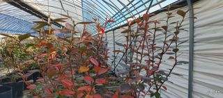 고추22286님의 블루베리 · 영농일지 작성글 사진