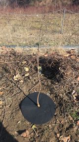 팜모닝 감·영농일지 게시글 이미지