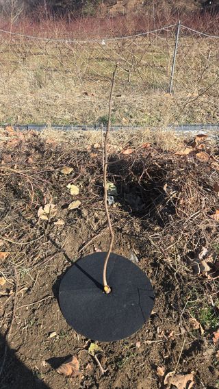 정성영님의 감 · 영농일지 작성글 사진