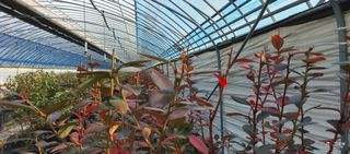 고추22286님의 블루베리 · 영농일지 작성글 사진