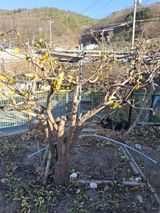 팜모닝 기타작물·영농일지 게시글 이미지