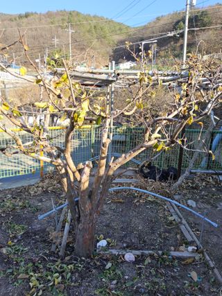 김용대님의 기타작물 · 영농일지 작성글 사진