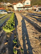 팜모닝 배추·영농일지 게시글 이미지