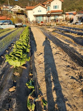 김영숙님의 배추 · 영농일지 작성글 사진