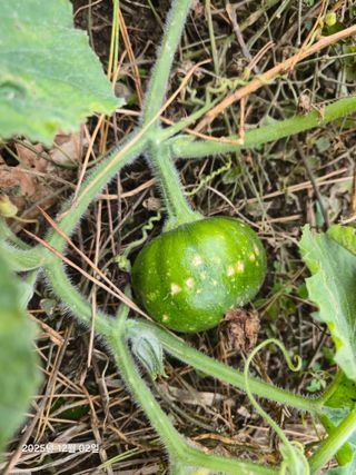 Captain김상곤님의 호박 · 영농일지 작성글 사진