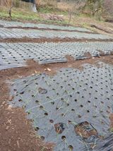 팜모닝 기타작물·영농일지 게시글 이미지