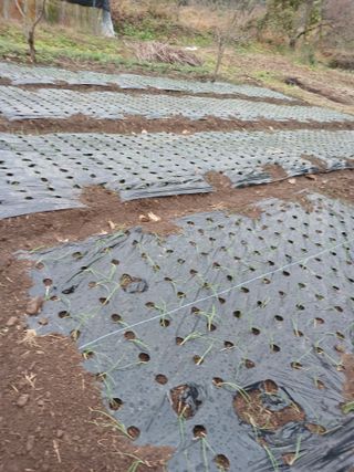 박지성 님의 기타작물 · 영농일지 작성글 사진