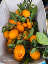 Captain김상곤님의 작성글 사진