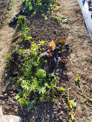 조영기님의 기타작물 · 영농일지 작성글 사진