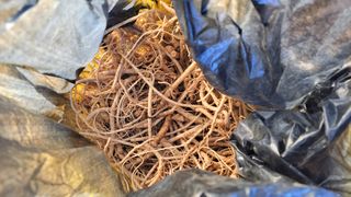 김홍중님의 두릅 · 영농일지 작성글 사진