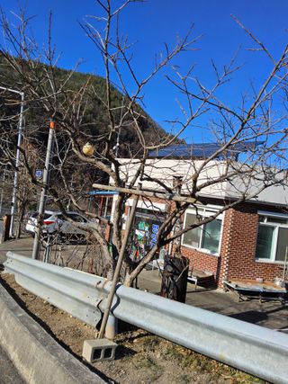 김용대님의 자두 · 영농일지 작성글 사진