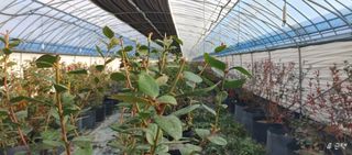 고추22286님의 블루베리 · 영농일지 작성글 사진