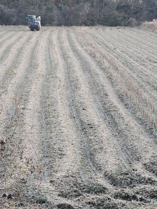 고사리.밤.육쪽마늘님의 콩 · 영농일지 작성글 사진