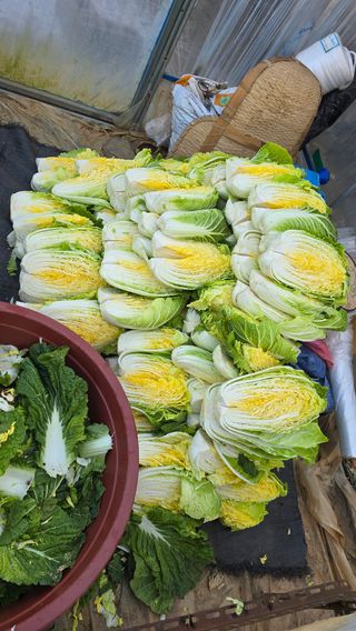 김흥환 님의 배추 · 영농일지 작성글 사진