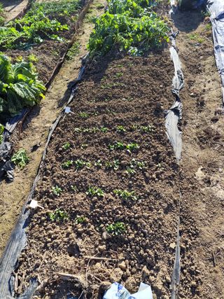 조영기님의 기타작물 · 영농일지 작성글 사진