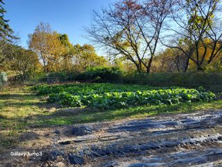 이효순님의 기타작물 · 영농일지 작성글 사진