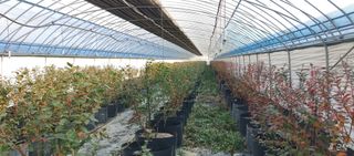 고추22286님의 블루베리 · 영농일지 작성글 사진