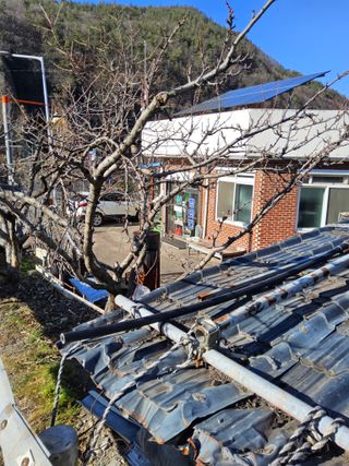 김용대님의 자두 · 영농일지 작성글 사진