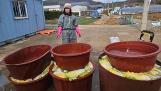 김흥환 님의 배추 · 영농일지 작성글 사진