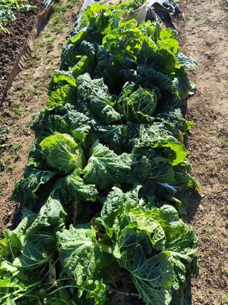 조영기님의 기타작물 · 영농일지 작성글 사진
