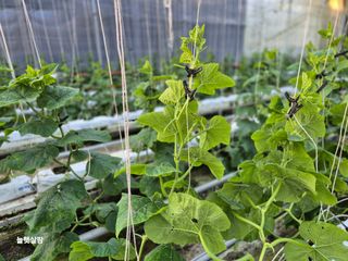 늘햇살팜 님의 기타작물 · 영농일지 작성글 사진