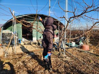꿀복이농장님의 복숭아 · 영농일지 작성글 사진