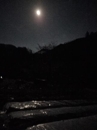 감20280님의 마늘 · 영농일지 작성글 사진