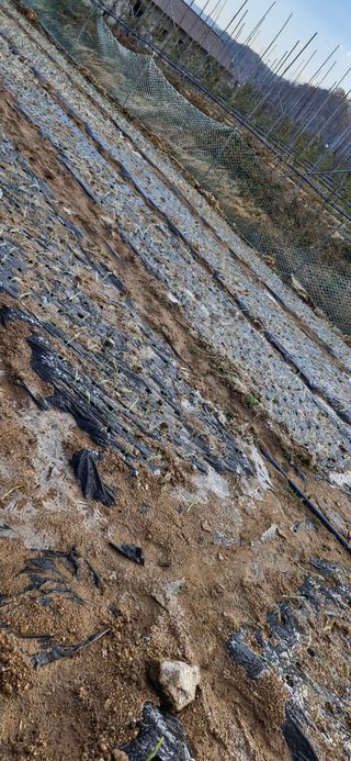 옥이네님의 기타작물 · 영농일지 작성글 사진