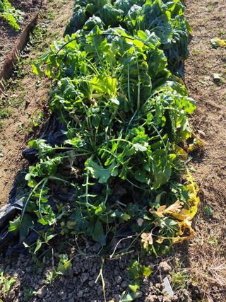 조영기님의 기타작물 · 영농일지 작성글 사진