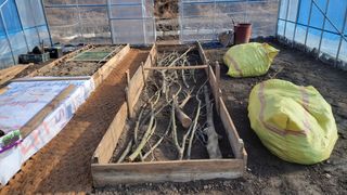 김홍중님의 두릅 · 영농일지 작성글 사진