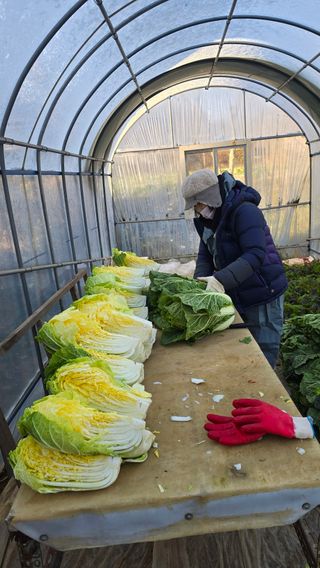 김흥환 님의 배추 · 영농일지 작성글 사진