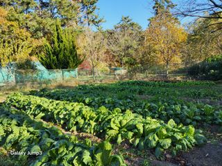 이효순님의 기타작물 · 영농일지 작성글 사진