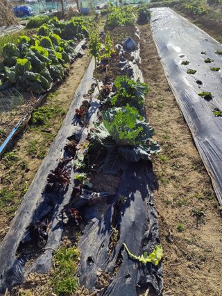 조영기님의 기타작물 · 영농일지 작성글 사진