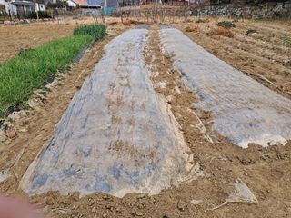 시금치6035님의 마늘 · 영농일지 작성글 사진