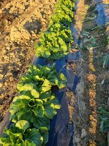 팜모닝 배추·영농일지 게시글 이미지