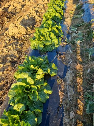 논산푸른팜님의 배추 · 영농일지 작성글 사진