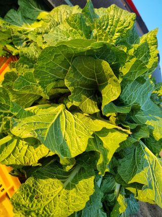 논산푸른팜님의 배추 · 영농일지 작성글 사진