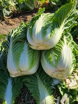 팜모닝 기타작물·영농일지 게시글 이미지