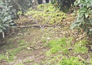 복희네농장(달콤향)님의 귤 · 영농일지 작성글 사진