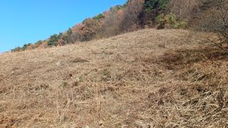 이순기님의 두릅 · 영농일지 작성글 사진