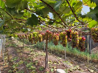 정일선님의 포도 · 영농일지 작성글 사진