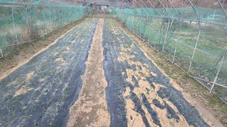 가야산아래촌농님의 기타작물 · 영농일지 작성글 사진