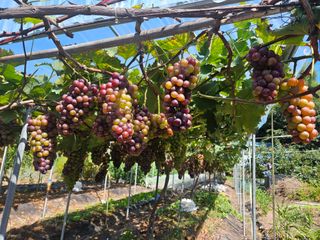 정일선님의 포도 · 영농일지 작성글 사진